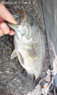 ¥¹¥â¡¼¥ë¥Þ¥¦¥¹¥Ð¥¹