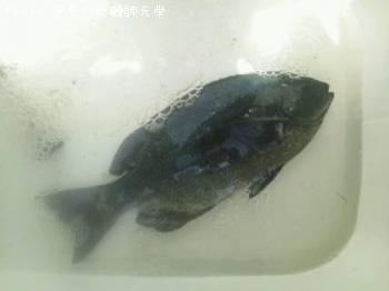 ¸ýÂÀ¥á¥¸¥Ê