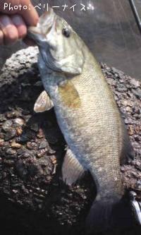 ¥¹¥â¡¼¥ë¥Þ¥¦¥¹¥Ð¥¹