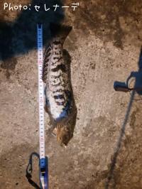 �����ʥ�