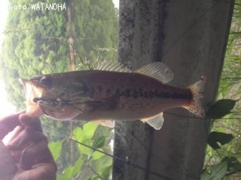 ¥Ö¥é¥Ã¥¯¥Ð¥¹