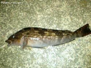 �����ʥ�