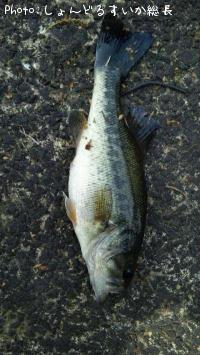 �֥�å��Х�