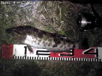 �����ʥ�