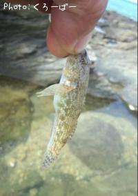 ¥³¥¯¥Æ¥ó¥È¥é¥®¥¹