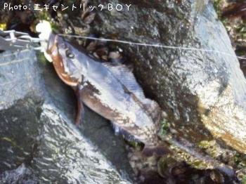 �����ʥ�