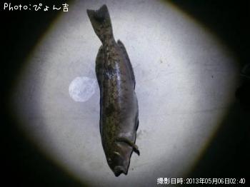 �����ʥ�