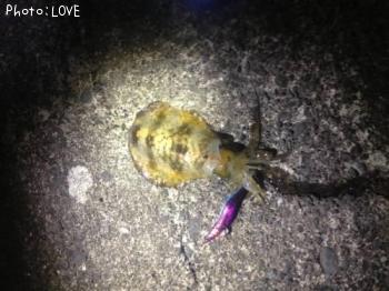 �����ꥤ��