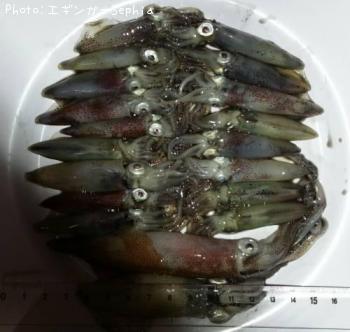 ¥ä¥ê¥¤¥«¡õ¥Ò¥¤¥«