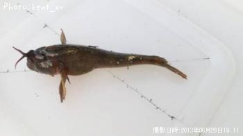 ¥¤¥½¥®¥ó¥Ý