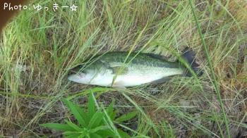 �֥�å��Х�