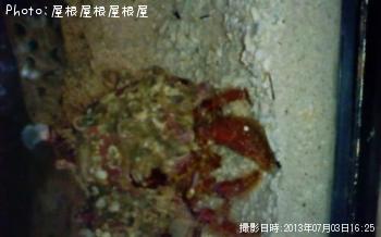 �����������ɥ���ʾС�