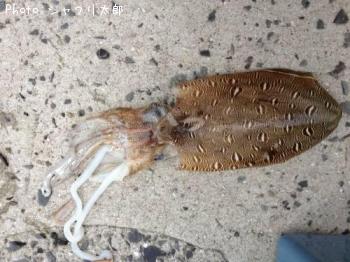 ��󥴥�����