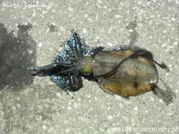 ¥¢¥ª¥ê¥¤¥«