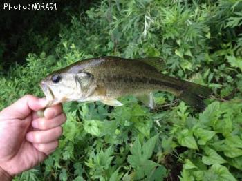 �֥�å��Х�