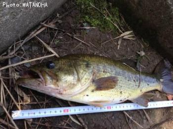 �֥�å��Х�