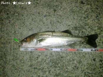 �����Х�