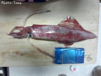 ¥¹¥ë¥á¤Á¤ã¤ó