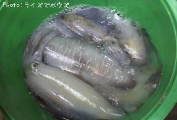 ¥¢¥ª¥ê¥¤¥«