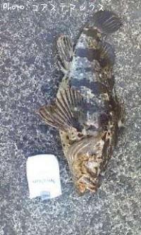 ¥¿¥±¥Î¥³¥á¥Ð¥ë