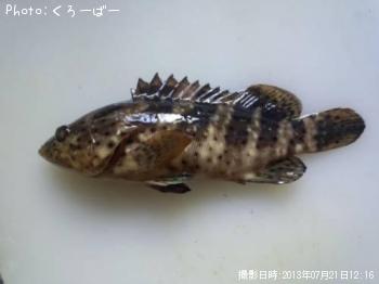 ����ե�ϥ�