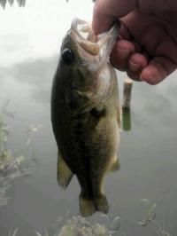 ¥Ö¥é¥Ã¥¯¥Ð¥¹