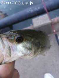 ¥Ö¥é¥Ã¥¯¥Ð¥¹