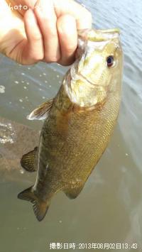 ¥¹¥â¡¼¥ë¥Þ¥¦¥¹¥Ð¥¹