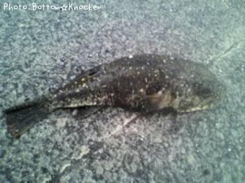 �����ե�