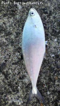 ¥ß¥Ê¥ß¥¤¥±¥«¥Ä¥ª