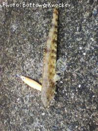 ¥Þ¥À¥é¥¨¥½