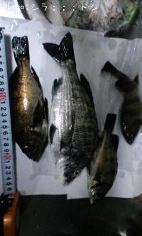 ¥á¥Ð¥ë¡¡¥Á¥Ì