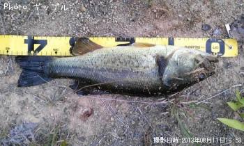 ¥Ö¥é¥Ã¥¯¥Ð¥¹