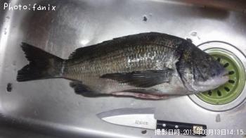 ¥À¥ó¥´Äà¤ê