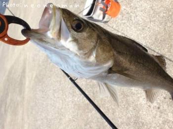 �����Х�