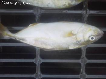 �ޥ륽����