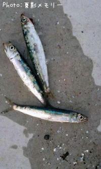 ����ᥤ�亮