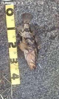 ¥¿¥±¥Î¥³¥á¥Ð¥ë