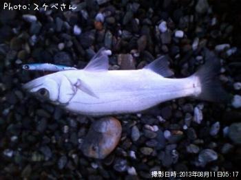 ¥Ò¥é¥»¥£¥´