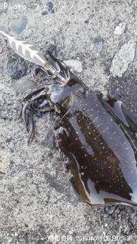 ¥¢¥ª¥ê¥¤¥«