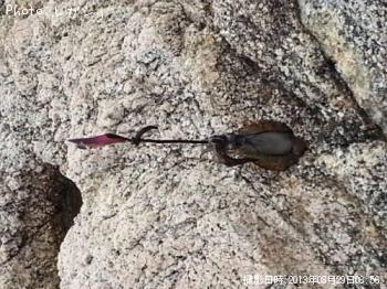 �����ꥤ��