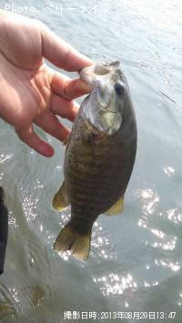 ���⡼��ޥ����Х�