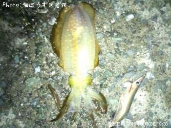 ¥¢¥ª¥ê¥¤¥«