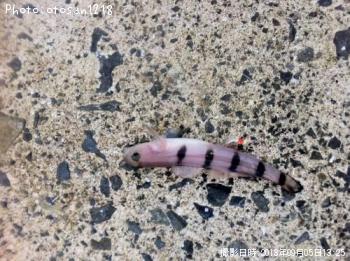 ¥ê¥æ¥¦¥°¥¦¥Ï¥¼