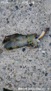 ¥¢¥ª¥ê¥¤¥«