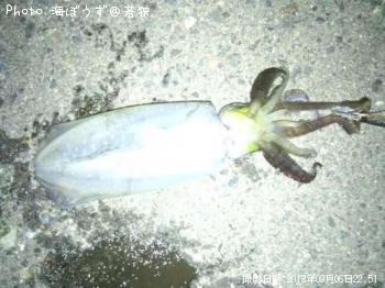 ¥¢¥ª¥ê¥¤¥«