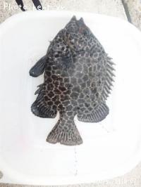 ¥¤¥·¥¬¥¥À¥¤