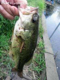 ¥Ö¥é¥Ã¥¯¥Ð¥¹