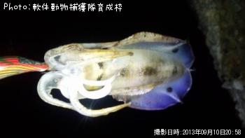 ¥¢¥ª¥ê¥¤¥«