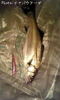 �����Х�